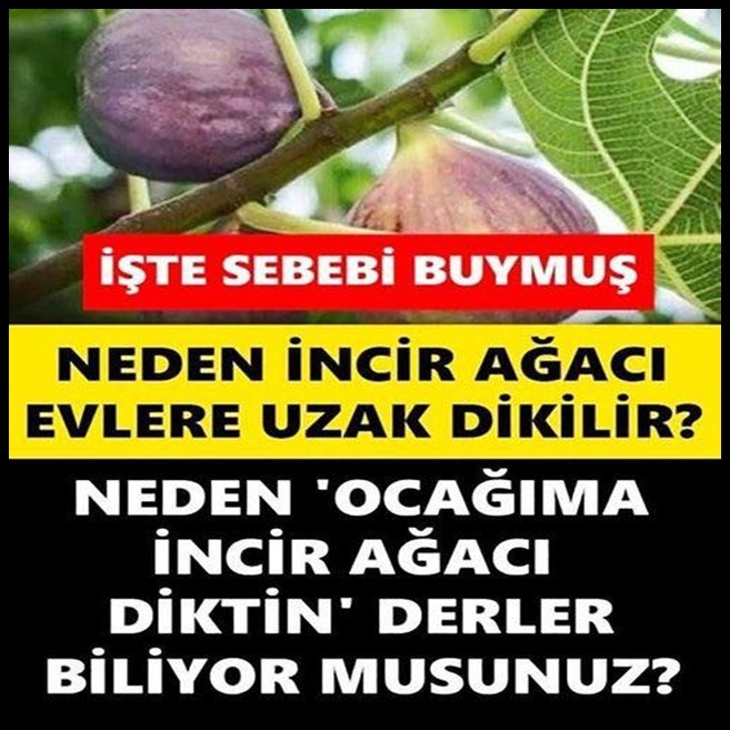 İncir ağacı